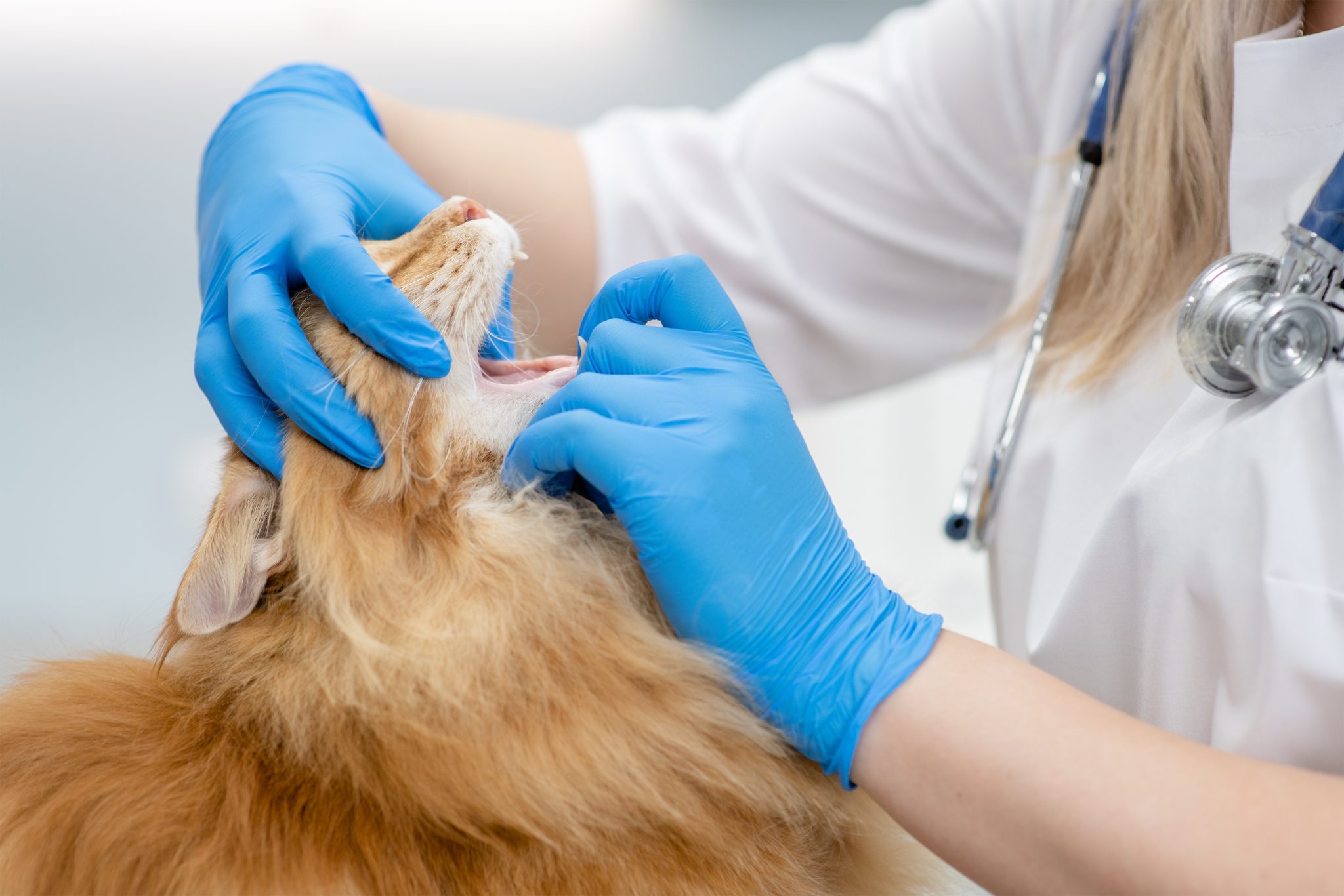 Veterinarian checks teeth to a big maine coon cat at vet clinic