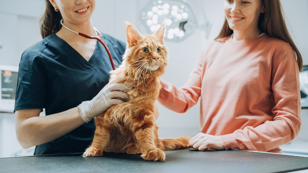 woman brought her maine coon cat to the vet