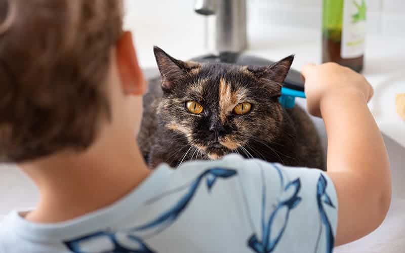 young child brushing a tortoiseshell british shorthair cat