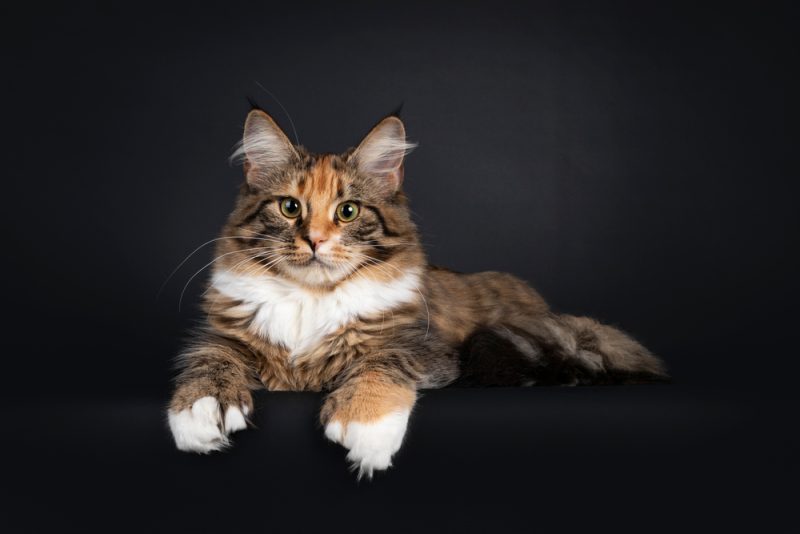 Young polydactyl tortie Maine Coon cat kitten