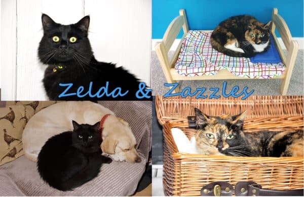 Zelda and Zazzles, Dr Karyn's cats