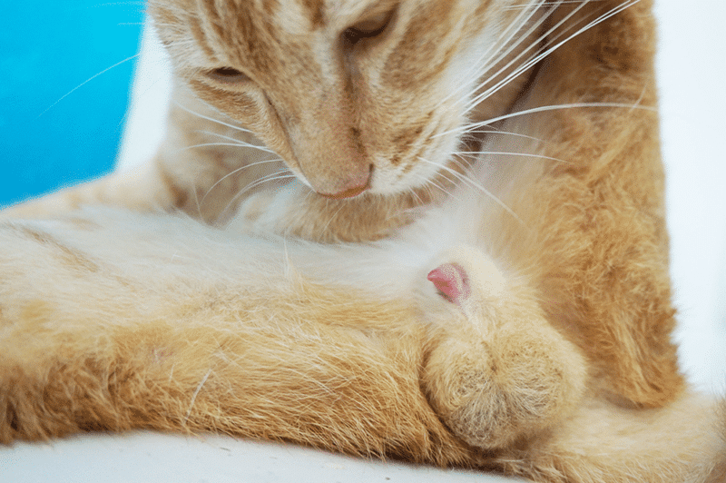 Yellow cat licks his penis